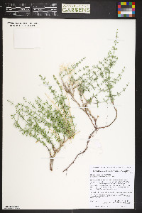 Galium coloradoense image