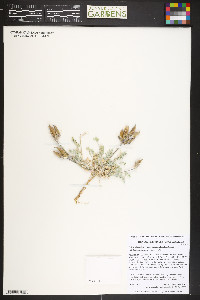 Astragalus missouriensis image