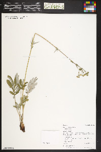 Potentilla hippiana var. hippiana image