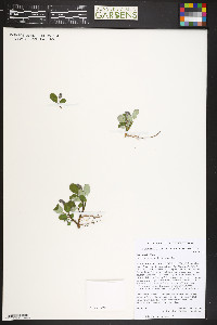 Salix nivalis image