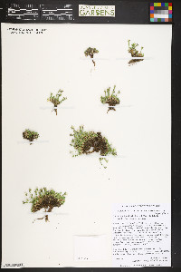 Cherleria obtusiloba image