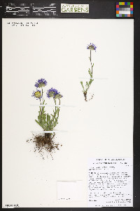 Erigeron grandiflorus image