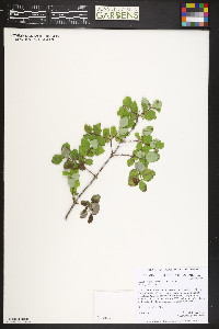 Symphoricarpos albus image