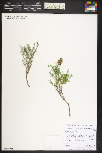 Astragalus agrestis image