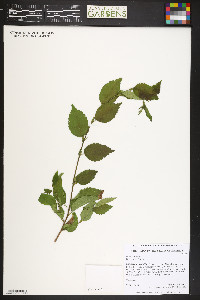 Ulmus pumila image