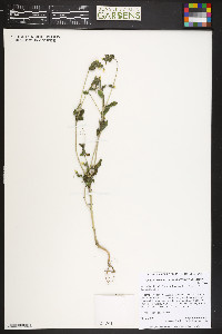 Mentzelia albicaulis image