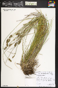 Carex occidentalis image