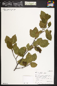 Alnus incana subsp. tenuifolia image