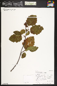 Alnus incana subsp. tenuifolia image