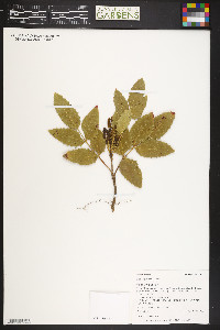 Mahonia repens image