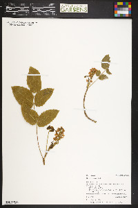 Mahonia repens image