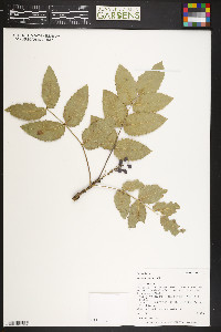 Mahonia repens image