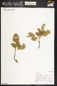 Mahonia repens image