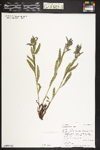 Mertensia oblongifolia image