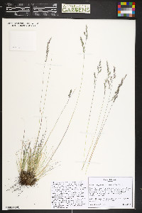 Festuca trachyphylla image