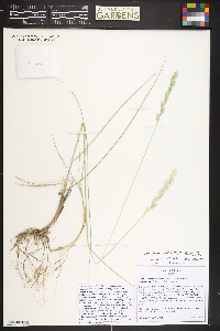 Pascopyrum smithii image