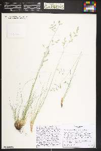 Festuca trachyphylla image