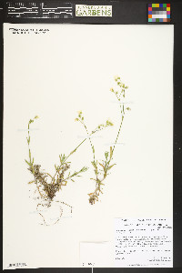 Cerastium arvense subsp. strictum image