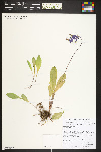 Primula pauciflora image