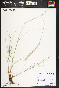 Elymus albicans image