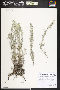 Artemisia ludoviciana subsp. incompta image