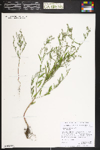 Chenopodium desiccatum image