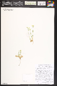 Cerastium arvense image