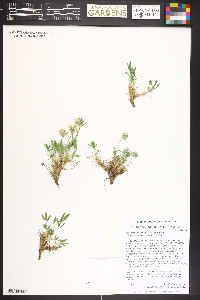 Trifolium dasyphyllum image