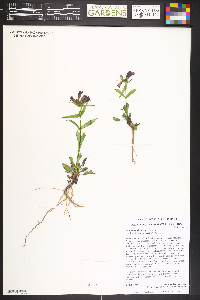 Penstemon whippleanus image