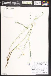 Linum lewisii image