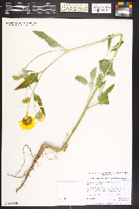 Verbesina encelioides image