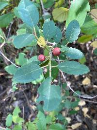 Frangula californica image