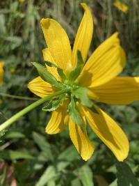 Bidens laevis image