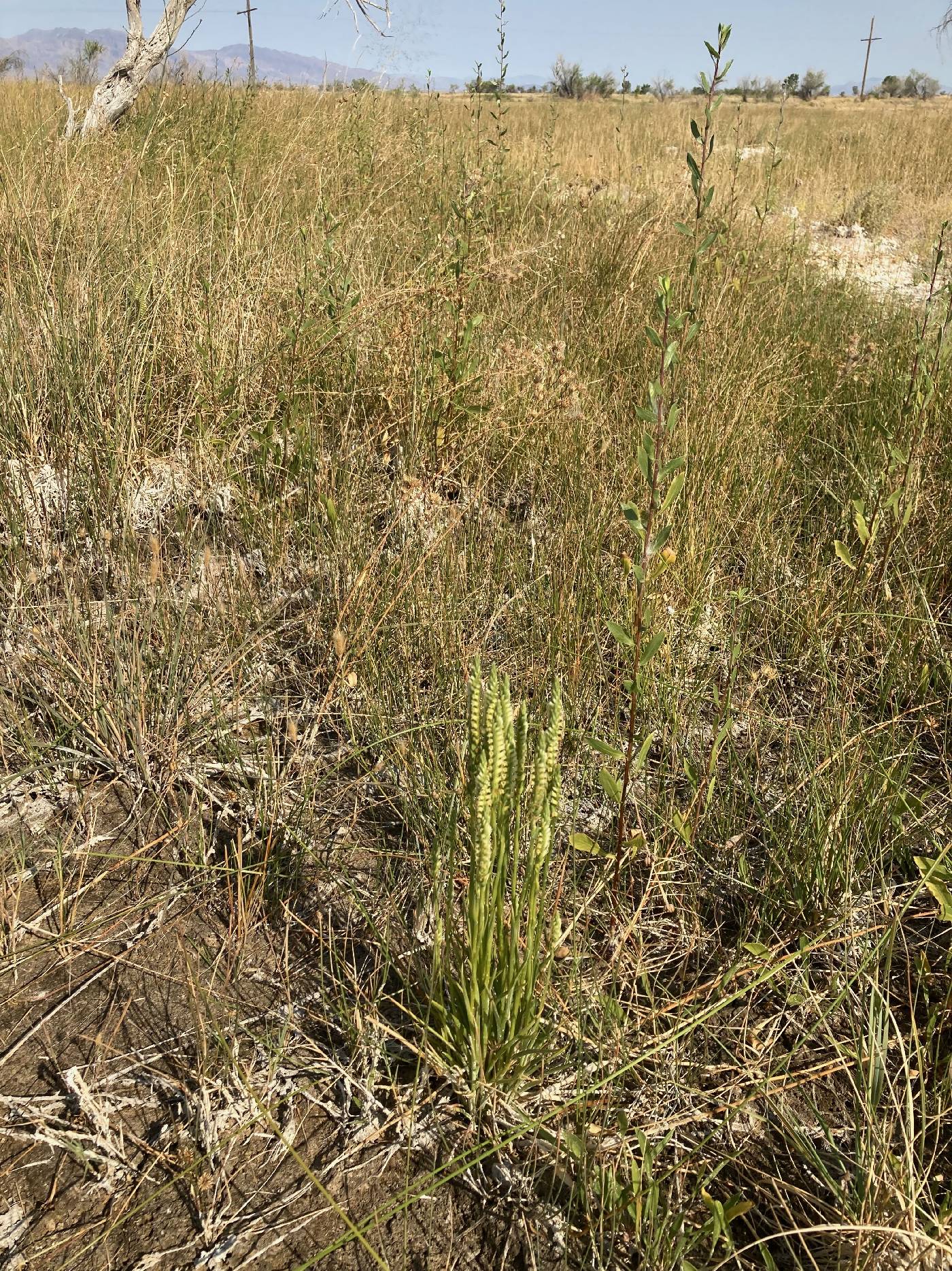 Spiranthes infernalis image