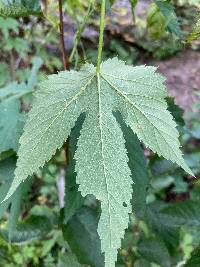 Humulus lupulus image