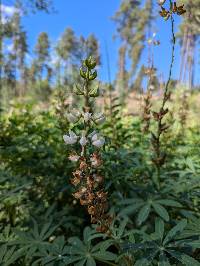 Lupinus latifolius subsp. leucanthus image