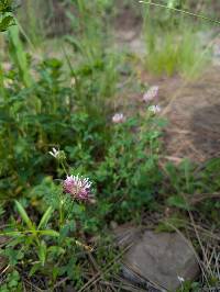 Trifolium wormskioldii image