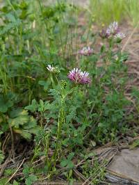 Trifolium wormskioldii image