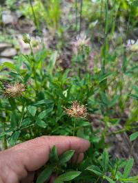 Trifolium wormskioldii image