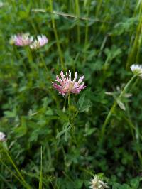 Trifolium wormskioldii image