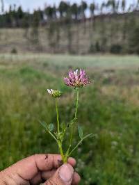 Trifolium wormskioldii image