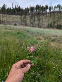 Trifolium wormskioldii image