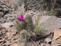 Echinocereus bonkerae image