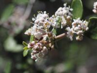 Ceanothus pauciflorus image