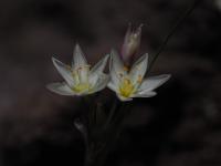 Nothoscordum bivalve image