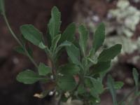Boechera perennans image