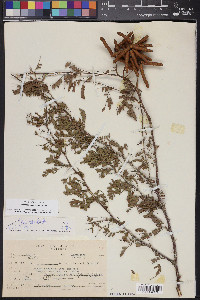 Prosopis glandulosa image