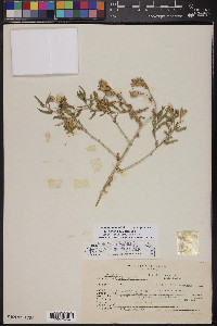 Mentzelia longiloba var. yavapaiensis image