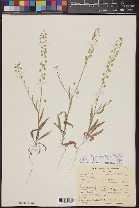 Thysanocarpus curvipes image