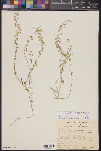 Thysanocarpus curvipes image